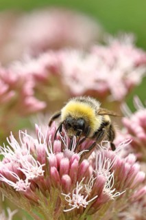 Forest bumblebee (Bombus sylvarum) sitting on common water can (Asteraceae), close-up, Wilnsdorf,