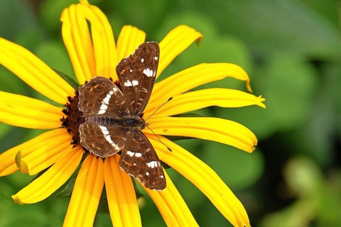 Map (Araschnia levana), summer generation, opened wings, on a flower of yellow coneflower