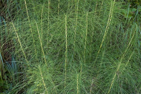 Fern, close-up, wetland, Mangfall Mountains, Rottach-Egern, Upper Bavaria, Bavaria, Germany
