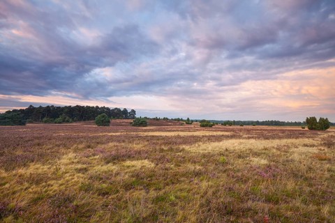 Glowing heath in the quiet summer evening of the Behringer Heide