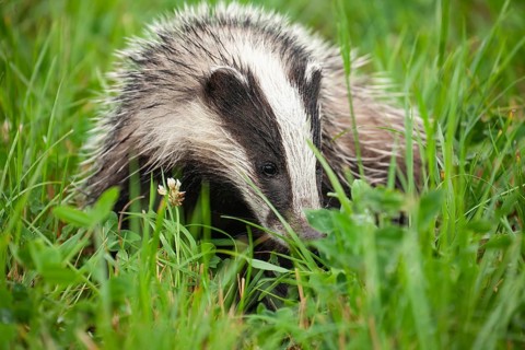 Quiet badger in the green grass of the Lüneburger Heide