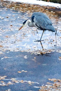 Grey heron in late autumn, Germany