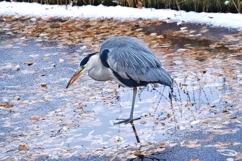 Grey heron in late autumn, Germany