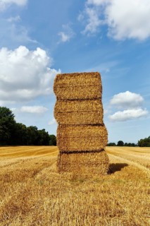 Rectangular straw bales, piles in a harvested field, stubble field, Cumulus, Bornholm, Denmark