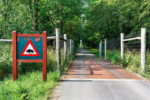 Cycle path through wooded area, fence and cattle grid, distinctive warning sign with bison symbol,
