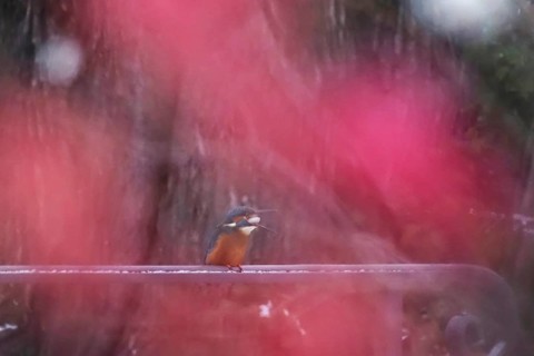Kingfisher with woodwork, late autumn, Germany