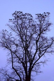 Crows on a tree in late autumn, Germany