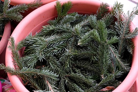 Pine branches as frost protection on flower pots, winter, Germany