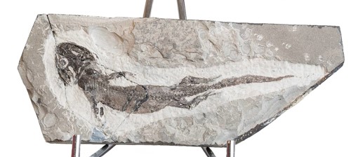 Micromelerpeton sp., fossil, amphibian, prehistory, grey stone plate, rock, remains of fossil