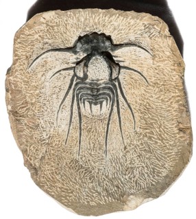A trilobite fossil (Dicranurus monstrosus) on structured stone, rock, remains of fossil marine