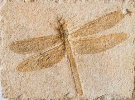 Fossilized dragonfly fossil (Petalia longialata), large dragonfly, clearly visible wings and legs,