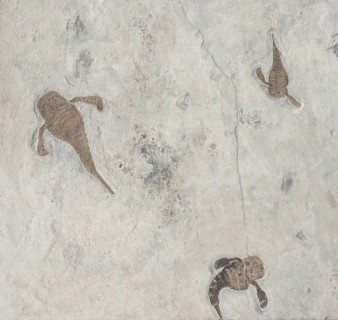 Sea scorpions, giant scorpions, three animals on a plate, fossils, sea scorpion, scorpion,