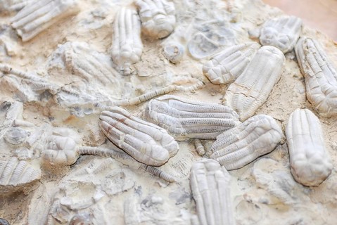 Fossil sea lilies (crinoidea), embedded in pale limestone, ancient marine life, echinoderms, rocks,