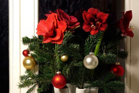 Christmas bouquet with Christmas tree balls and amaryllis, Germany