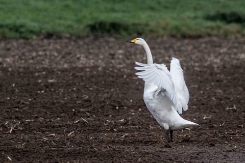 Singing swan (Cygnus cygnus), Emsland, Lower Saxony, Germany