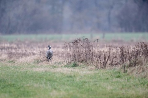 Crane (Grus grus), Lower Saxony, Germany