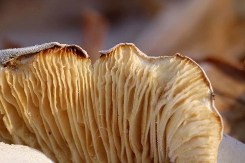 Mushroom with hoarfrost, late autumn, Germany