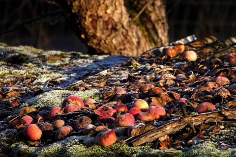 Apples in late autumn, Germany