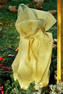 Winter-proof plant in the garden, Germany