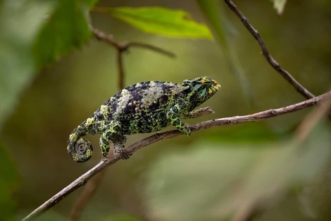 Three-horned chameleon (Trioceros jacksonii), female, Bwindi Impenetrable Forest National Park,