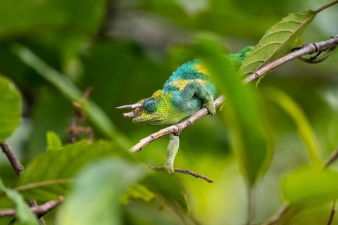 Three-horned chameleon (Trioceros jacksonii), male, Bwindi Impenetrable Forest National Park,