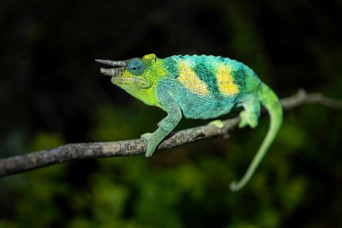 Three-horned chameleon (Trioceros jacksonii), male, Bwindi Impenetrable Forest National Park,