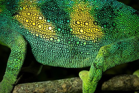 Detail, skin of a three-horned chameleon (Trioceros jacksonii), male, Bwindi Impenetrable Forest