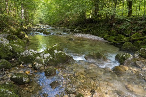 Rottach river, mountain river in the forest, Rottach-Egern, Mangfall Mountains, Upper Bavaria,