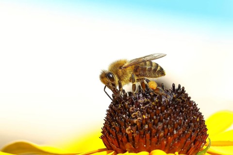 European honey bee (Apis mellifera), collecting nectar from a flower of yellow coneflower