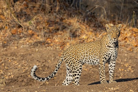 Leopard (Panthera pardus) female Zambia