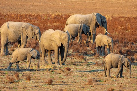 African Elephant (Loxodonta africana) Famioey Zambia