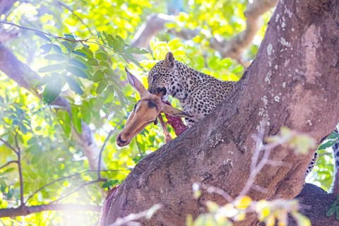 Leopard (Panthera pardus) male cub feeding on Impala kill Zambia
