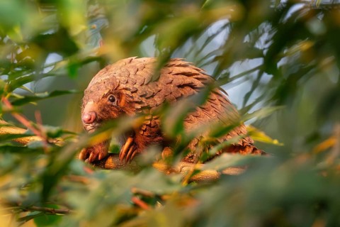 Pangolin climbing a tree, white-bellied pangolin (Phataginus tricuspis, Manis tricuspis), Western