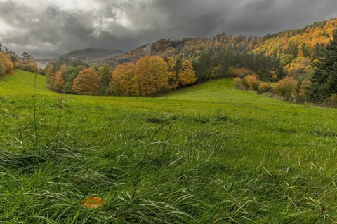 Vast green field features trees with gold and red leaves. The grey sky brings drama to this