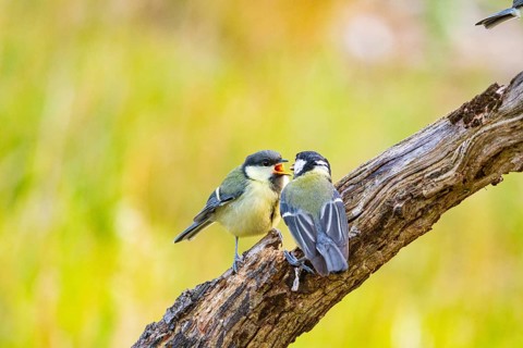 Great tit (Parus major) adult bird feeds young Germany