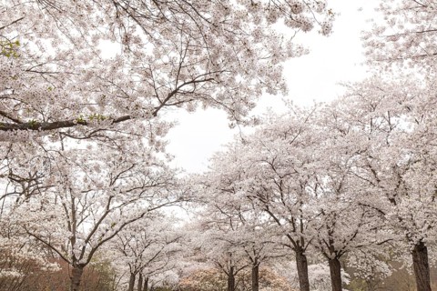 White-blooming cherry trees in spring on Rose Island in Bad Kreuznach, Germany