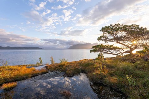 Scots pine with sun stars on the Norwegian fjord. Sunrise at Bodø, Nordland, Norway