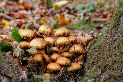 Sparry Schüppling (Pholiota squarrosa), group growing between tree trunks, North Rhine-Westphalia,