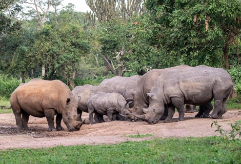 Southern white rhino (Ceratotherium simum simum), several animals at a watering hole, Ziwa Rhino