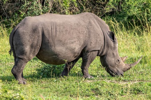 Southern white rhino (Ceratotherium simum simum), Ziwa Rhino Sanctuary, Uganda
