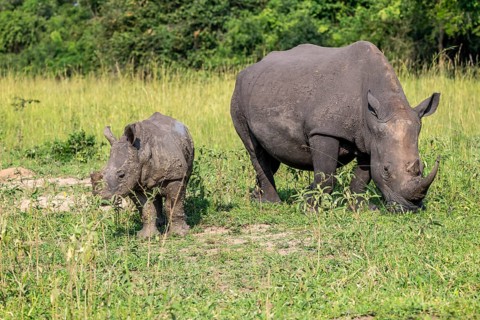 Southern white rhino (Ceratotherium simum simum) with juvenile, Ziwa Rhino Sanctuary, Uganda