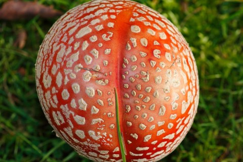 Red toadstool (Amanita muscaria), from above, fruiting body, North Rhine-Westphalia, Germany
