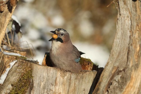 Eurasian Jay (Garrulus glandarius) with acorn (Quercus) in its beak, feeding in the forest during