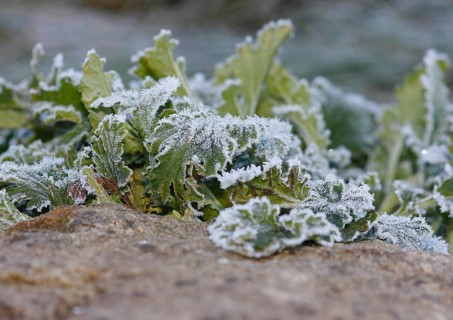 Gänsefinerkraut (Potentilla anserina), North Rhine-Westphalia, Germany