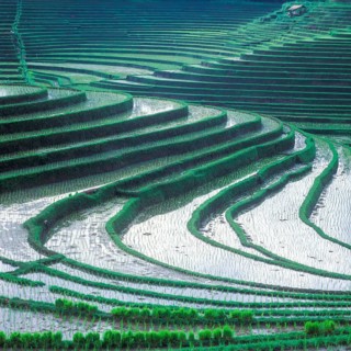 Terrace rice paddies north of Antosari, Bali, Indonesia