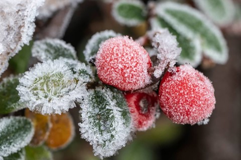 Cotoneaster (Cvotoneaster dammeri), fruits, Emsland, Lower Saxony, Germany