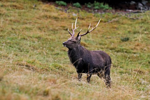 Sika deer (Cervus nippon) standing in meadow, Parc de Merlet, Chamonix-Mont-Blanc, Haute-Savoie,