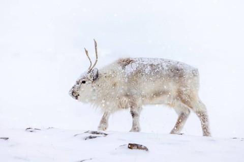 Svalbard reindeer (Rangifer tarandus platyrhynchus) adult in thick winter coat during snowfall on