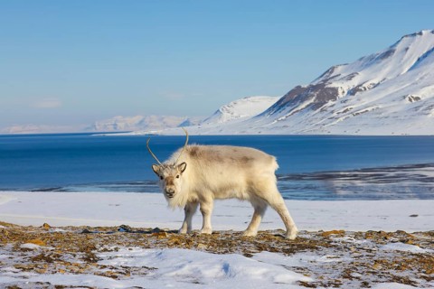 Svalbard reindeer (Rangifer tarandus platyrhynchus) adult in thick winter coat foraging on snow