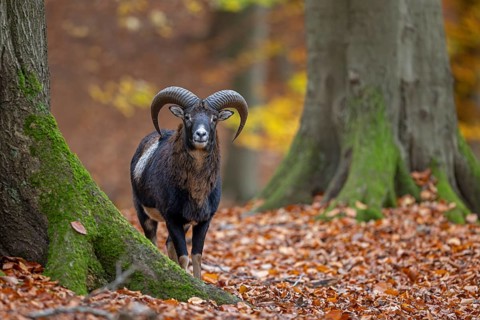 European mouflon (Ovis aries musimon, Ovis gmelini musimon) ram, male with big horns in forest